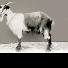 The American Conservatory Theater Master of Fine Arts Program Presents O LOVELY GLOWW